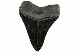 Fossil Megalodon Tooth - Polished Blade #200822-1